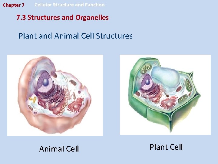 Chapter 7 Cellular Structure and Function 7. 3 Structures and Organelles Plant and Animal