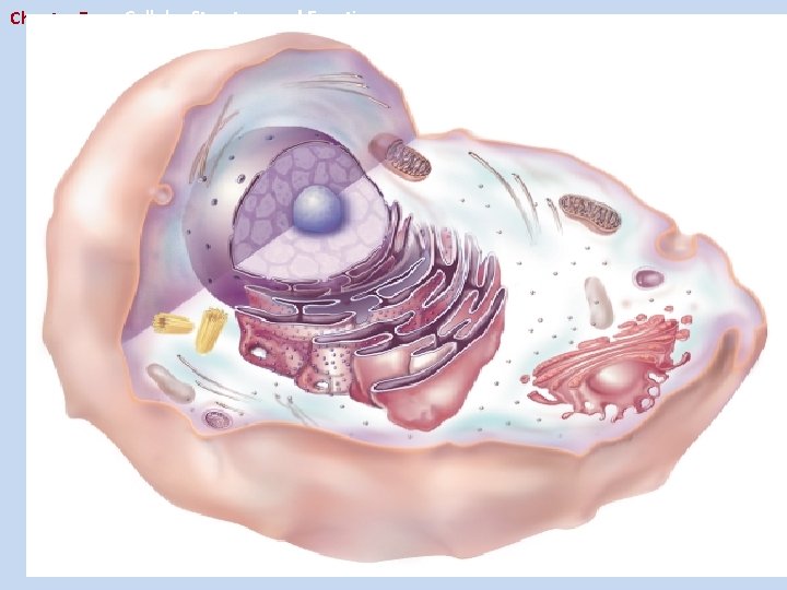 Chapter 7 Cellular Structure and Function 7. 3 Structures and Organelles 