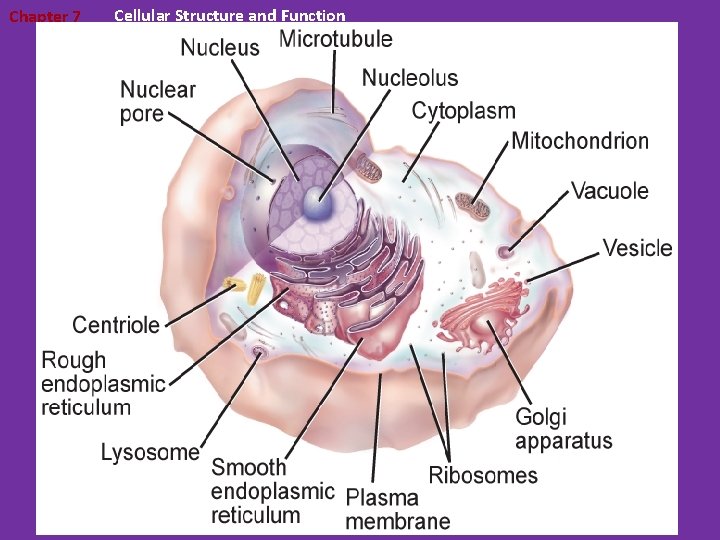 Chapter 7 Cellular Structure and Function 7. 3 Structures and Organelles 