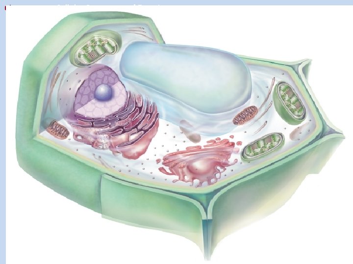 Chapter 7 Cellular Structure and Function 7. 3 Structures and Organelles 