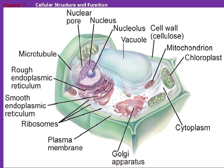 Chapter 7 Cellular Structure and Function 7. 3 Structures and Organelles 