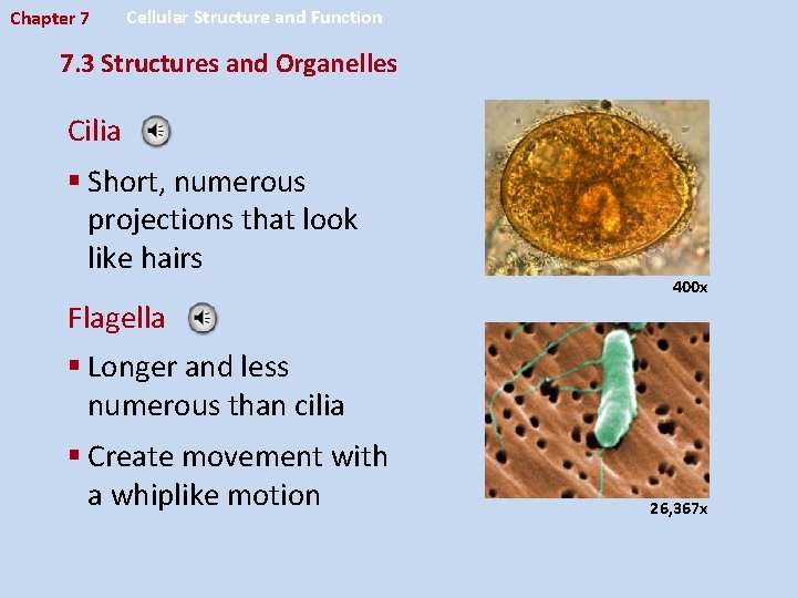 Chapter 7 Cellular Structure and Function 7. 3 Structures and Organelles Cilia § Short,