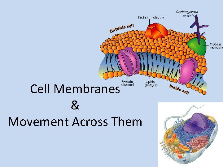 Cell Membranes & Movement Across Them 2006 -2007 