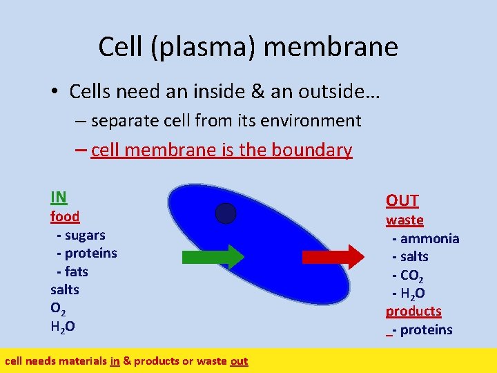 Cell (plasma) membrane • Cells need an inside & an outside… – separate cell