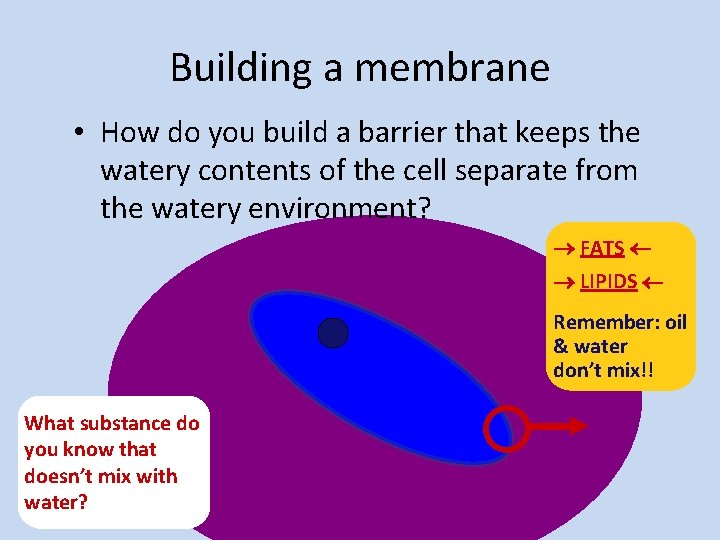 Building a membrane • How do you build a barrier that keeps the watery