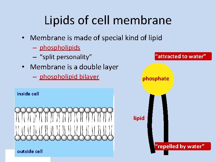 Lipids of cell membrane • Membrane is made of special kind of lipid –