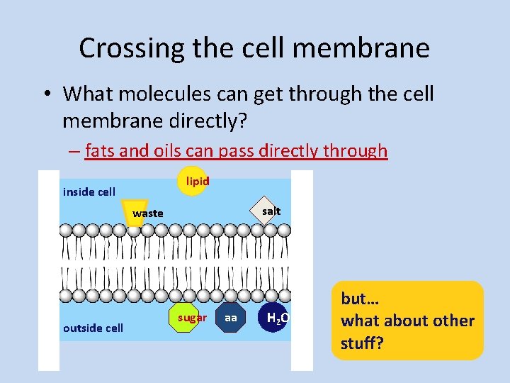 Crossing the cell membrane • What molecules can get through the cell membrane directly?