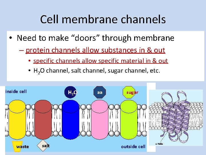 Cell membrane channels • Need to make “doors” through membrane – protein channels allow