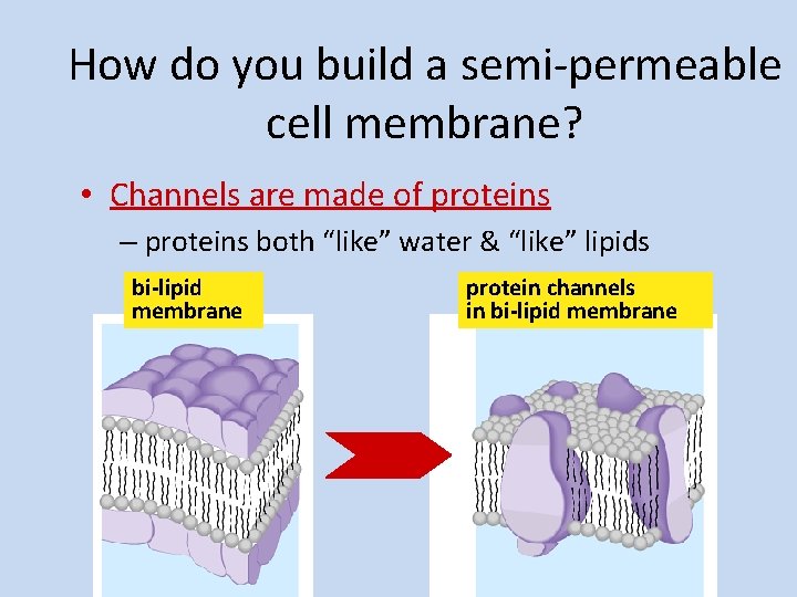 How do you build a semi-permeable cell membrane? • Channels are made of proteins
