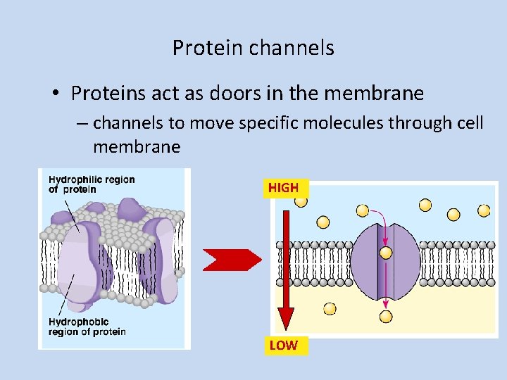Protein channels • Proteins act as doors in the membrane – channels to move