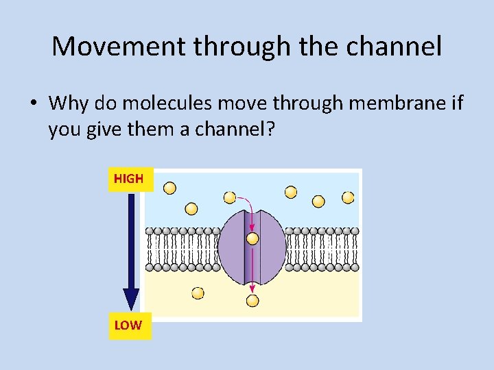 Movement through the channel • Why do molecules move through membrane if you give