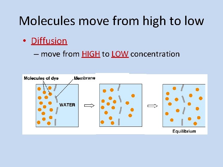 Molecules move from high to low • Diffusion – move from HIGH to LOW