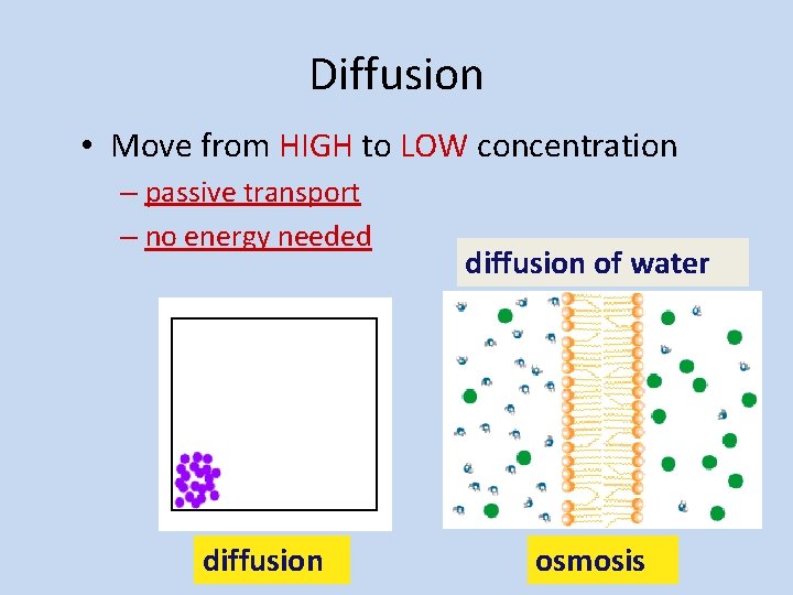 Diffusion • Move from HIGH to LOW concentration – passive transport – no energy