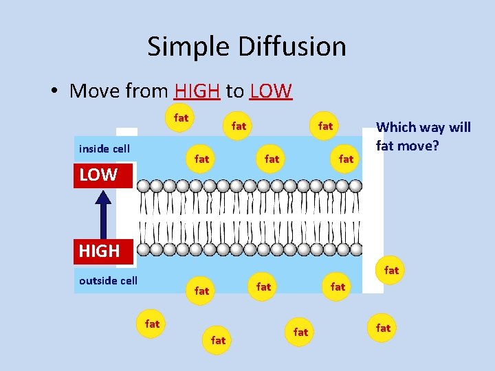 Simple Diffusion • Move from HIGH to LOW fat inside cell fat LOW fat