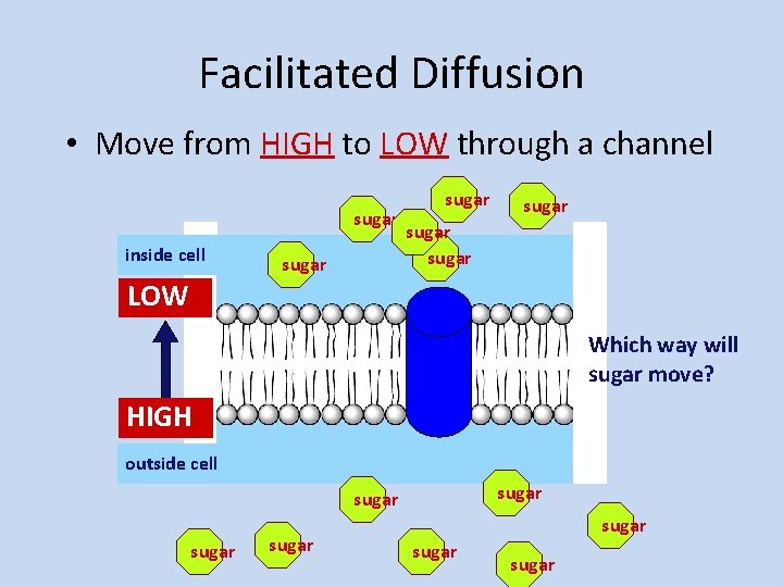 Facilitated Diffusion • Move from HIGH to LOW through a channel sugar inside cell