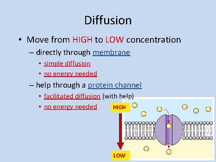 Diffusion • Move from HIGH to LOW concentration – directly through membrane • simple
