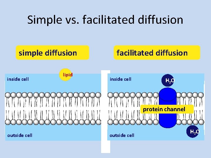 Simple vs. facilitated diffusion simple diffusion inside cell lipid facilitated diffusion inside cell H