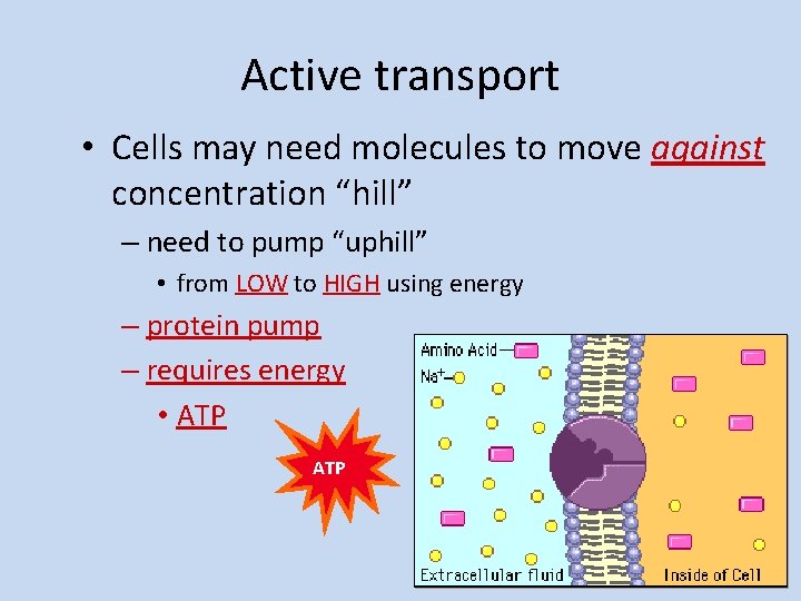 Active transport • Cells may need molecules to move against concentration “hill” – need