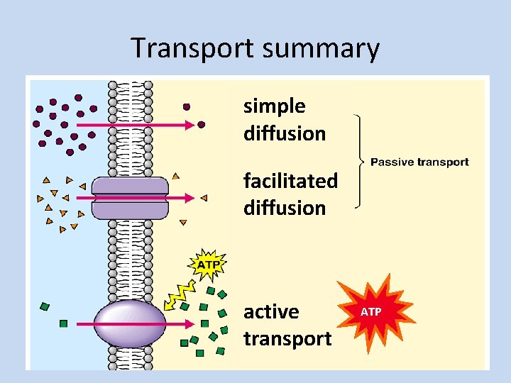 Transport summary simple diffusion facilitated diffusion active transport ATP 