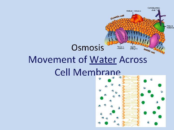Osmosis Movement of Water Across Cell Membrane 2006 -2007 