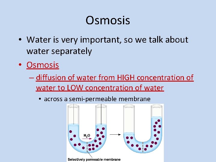 Osmosis • Water is very important, so we talk about water separately • Osmosis
