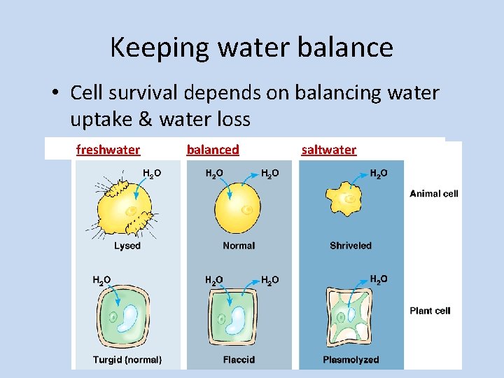 Keeping water balance • Cell survival depends on balancing water uptake & water loss