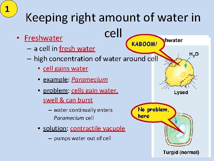 1 • Keeping right amount of water in cell Freshwater freshwater KABOOM! – a
