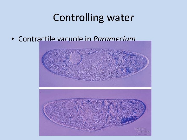 Controlling water • Contractile vacuole in Paramecium 