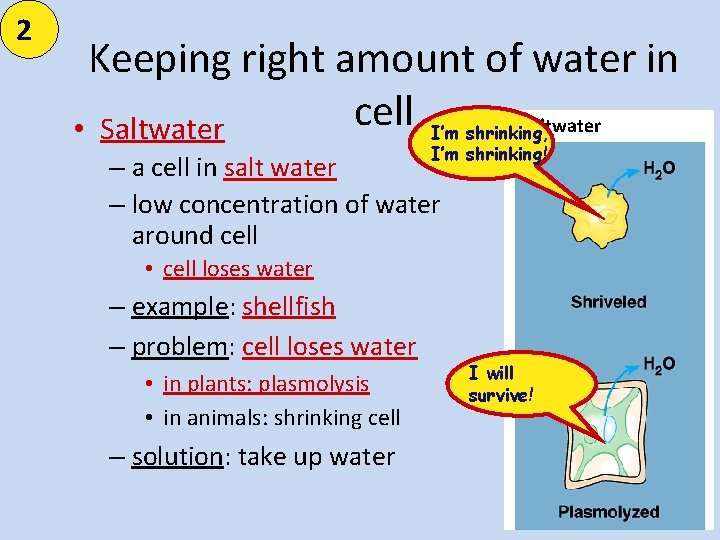 2 Keeping right amount of water in cell I’m shrinking, saltwater • Saltwater I’m