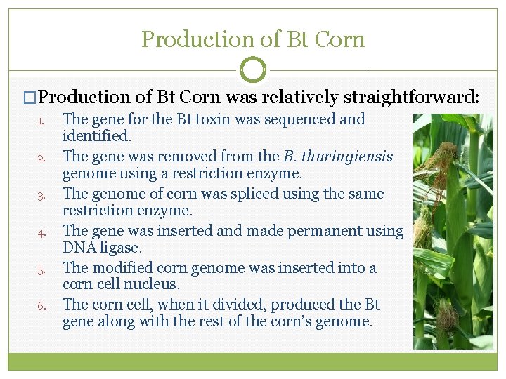 Production of Bt Corn �Production of Bt Corn was relatively straightforward: 1. 2. 3.