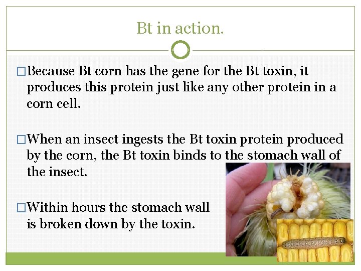 Bt in action. �Because Bt corn has the gene for the Bt toxin, it