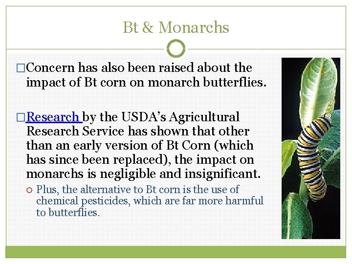 Bt & Monarchs �Concern has also been raised about the impact of Bt corn