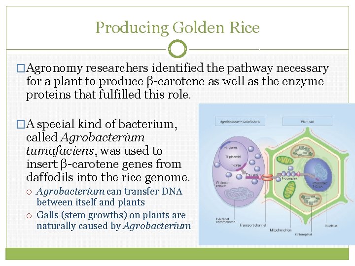 Producing Golden Rice �Agronomy researchers identified the pathway necessary for a plant to produce