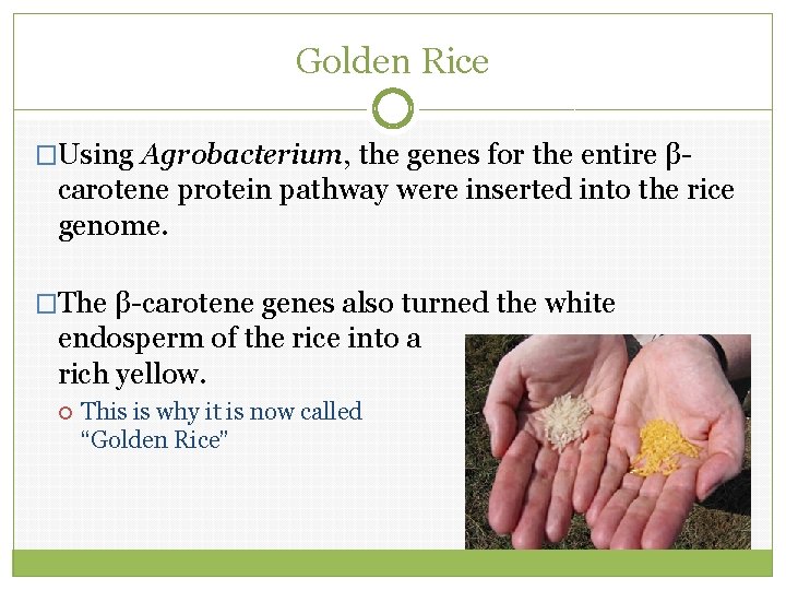 Golden Rice �Using Agrobacterium, the genes for the entire β- carotene protein pathway were