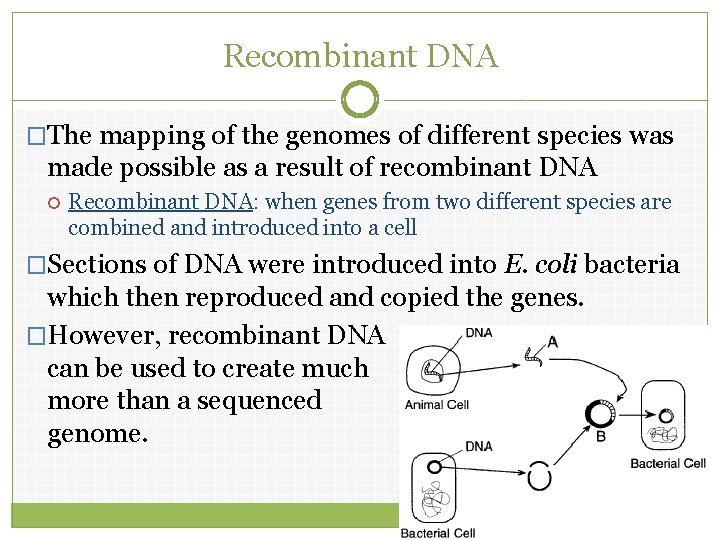 Recombinant DNA �The mapping of the genomes of different species was made possible as