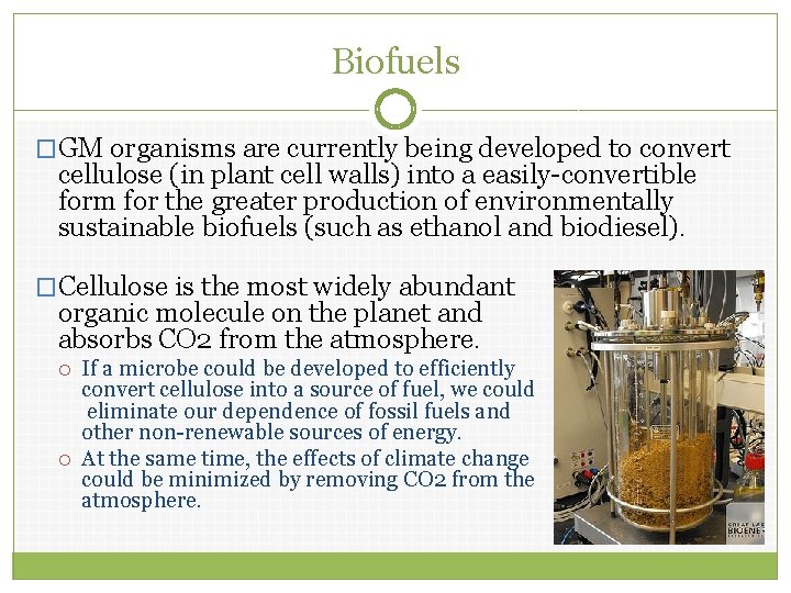 Biofuels �GM organisms are currently being developed to convert cellulose (in plant cell walls)