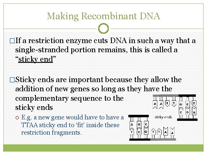 Making Recombinant DNA �If a restriction enzyme cuts DNA in such a way that