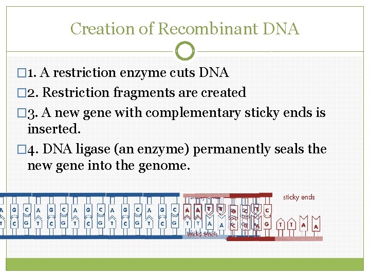 Creation of Recombinant DNA � 1. A restriction enzyme cuts DNA � 2. Restriction