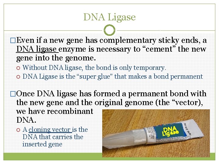 DNA Ligase �Even if a new gene has complementary sticky ends, a DNA ligase