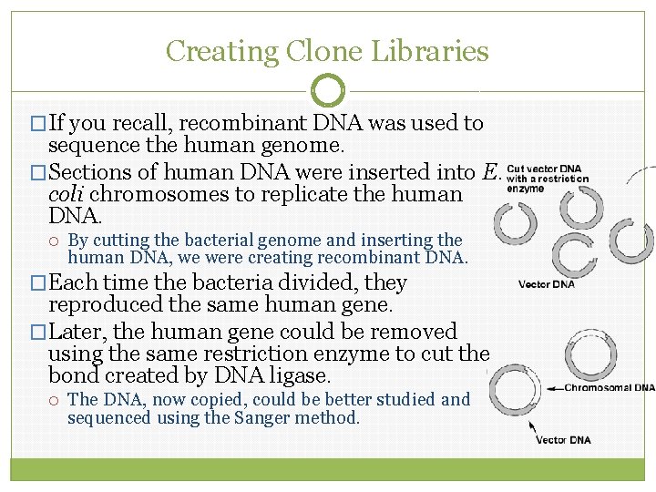 Creating Clone Libraries �If you recall, recombinant DNA was used to sequence the human