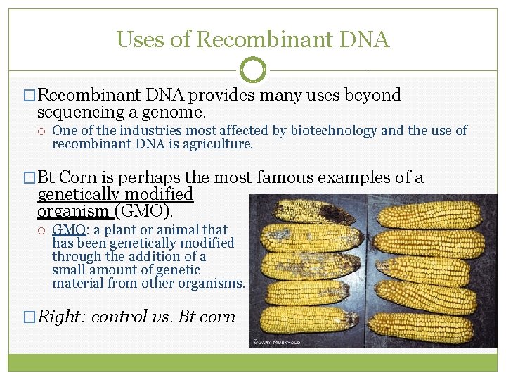 Uses of Recombinant DNA �Recombinant DNA provides many uses beyond sequencing a genome. One