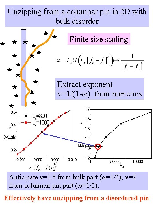 Unzipping from a columnar pin in 2 D with bulk disorder Finite size scaling
