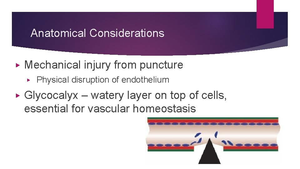 Anatomical Considerations ▶ Mechanical injury from puncture ▶ ▶ Physical disruption of endothelium Glycocalyx