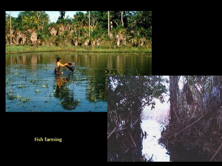 Fish farming 