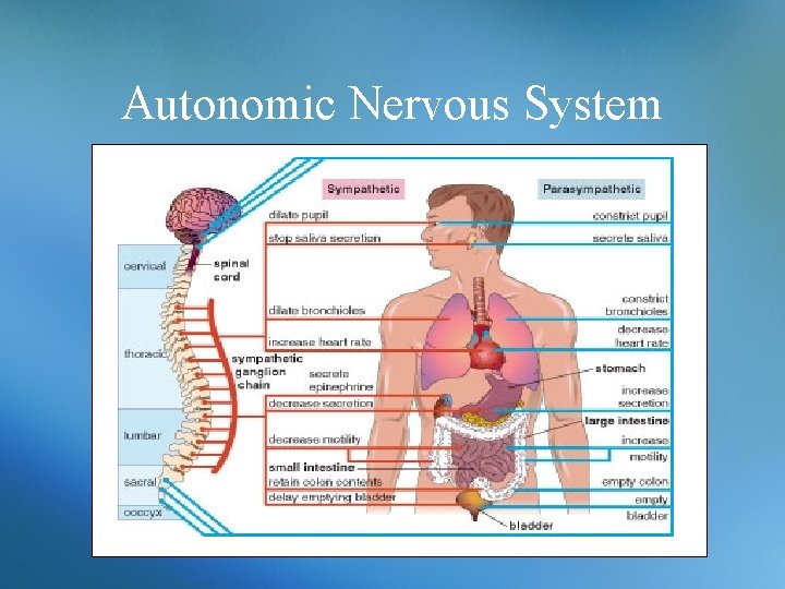 Autonomic Nervous System 