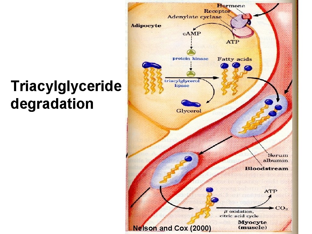 Triacylglyceride degradation Nelson and Cox (2000) 