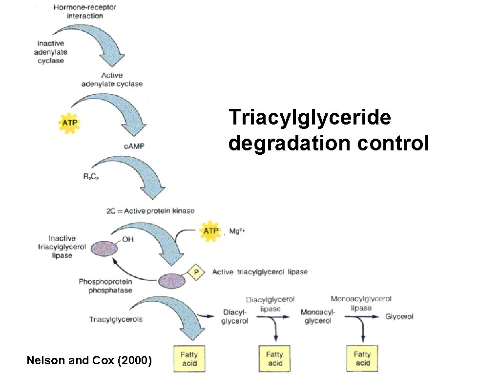 Triacylglyceride degradation control Nelson and Cox (2000) 