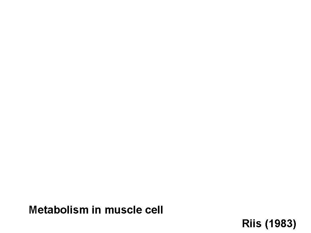 Metabolism in muscle cell Riis (1983) 