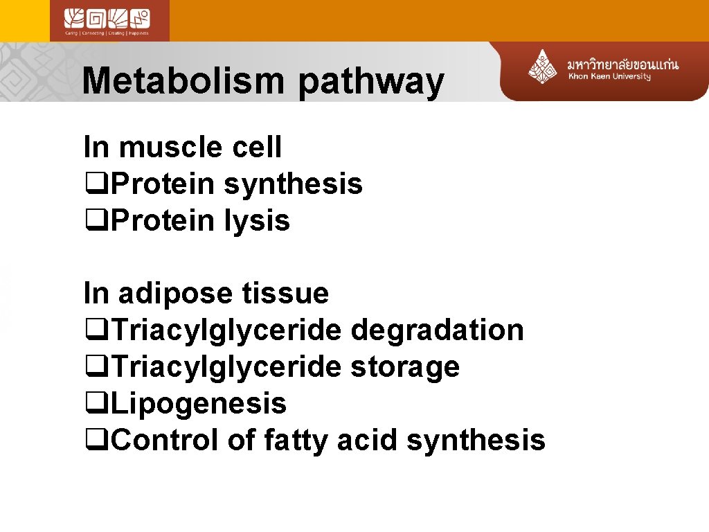 Metabolism pathway In muscle cell q. Protein synthesis q. Protein lysis In adipose tissue