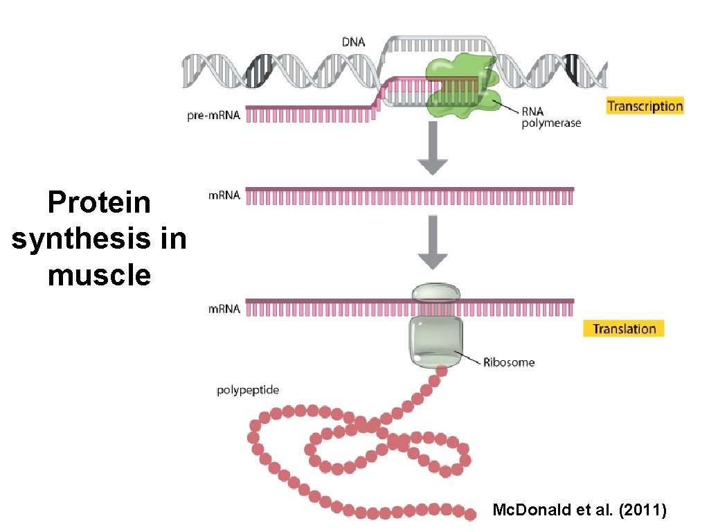 Protein synthesis in muscle Mc. Donald et al. (2011) 